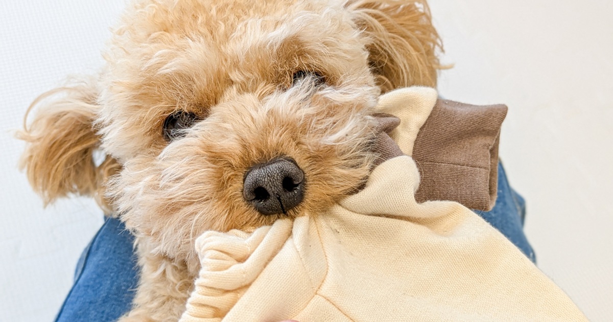 服を噛む犬