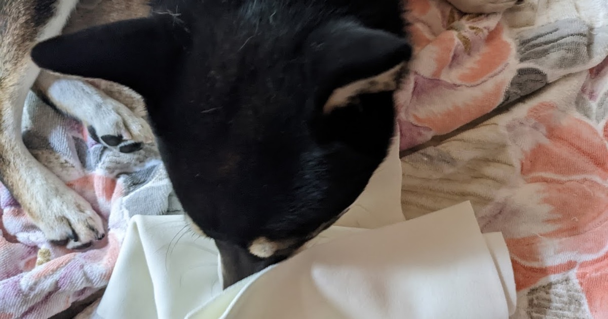 ペットシーツに鼻を突っ込む犬