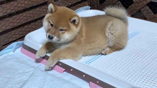 犬のペットシーツトレー