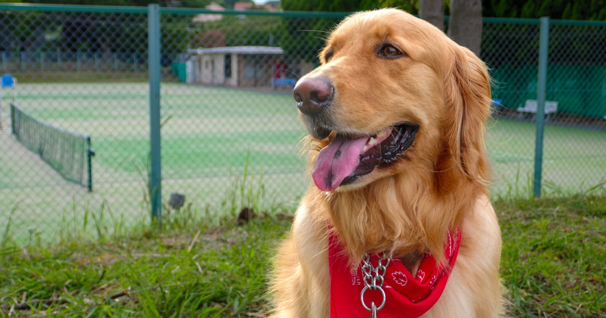 バンダナをした犬