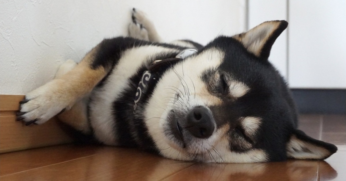 冷たい床で眠る犬