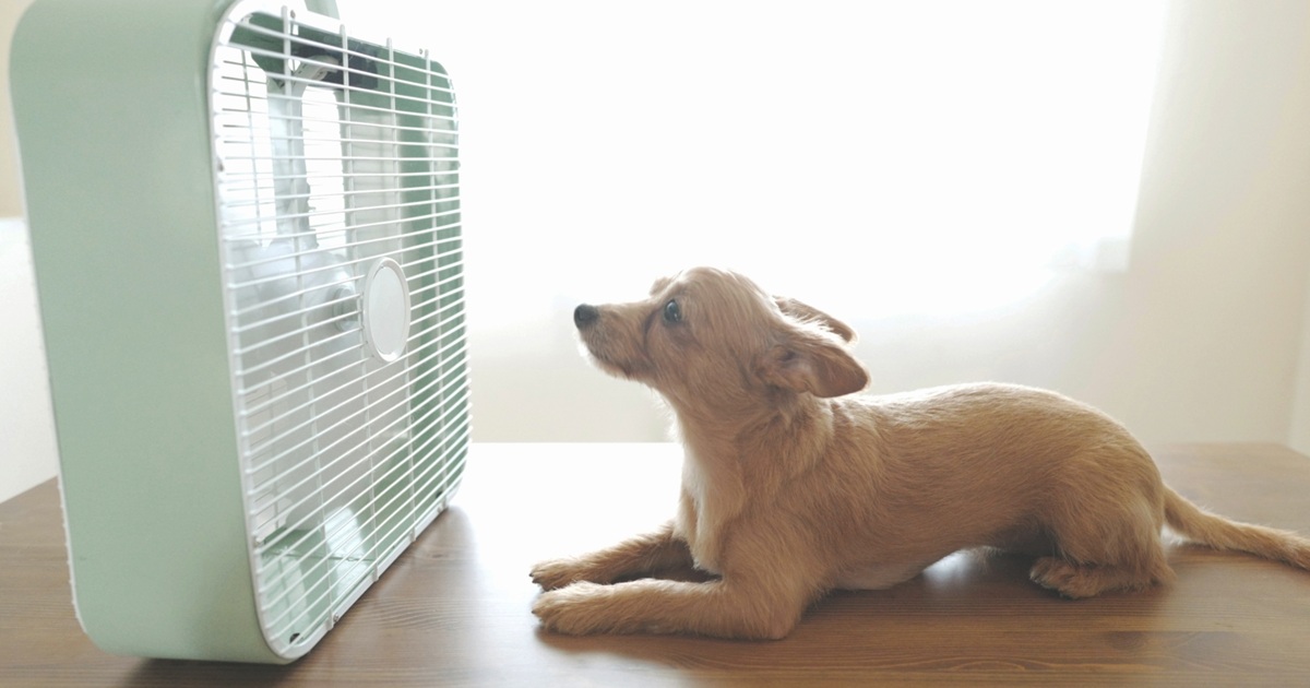 扇風機を見る犬
