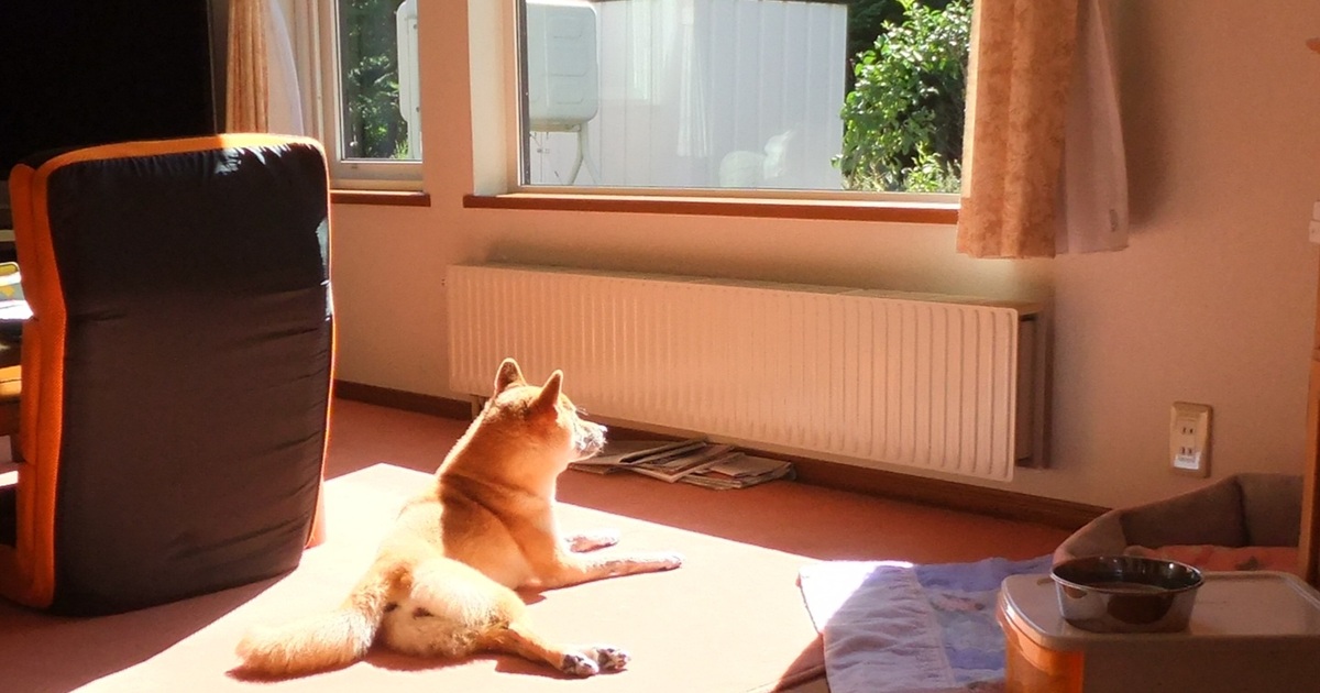 窓辺で日差しを浴びる犬