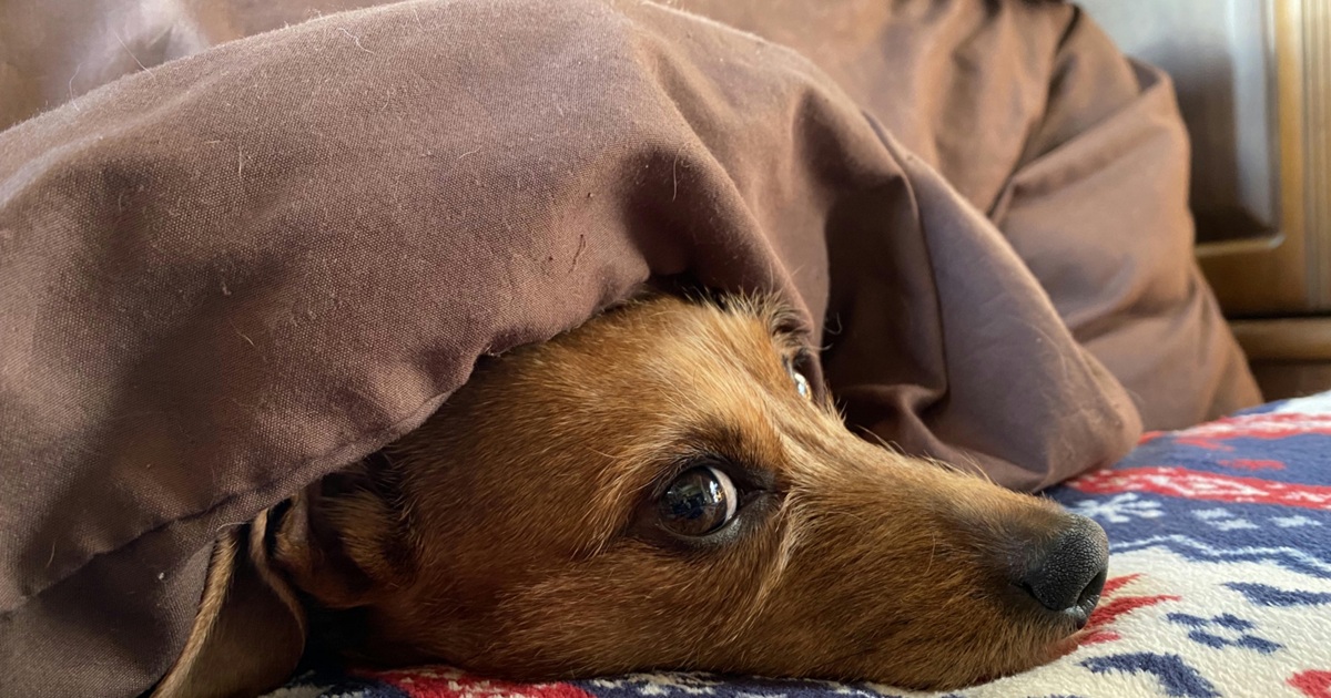 こたつに潜っている犬