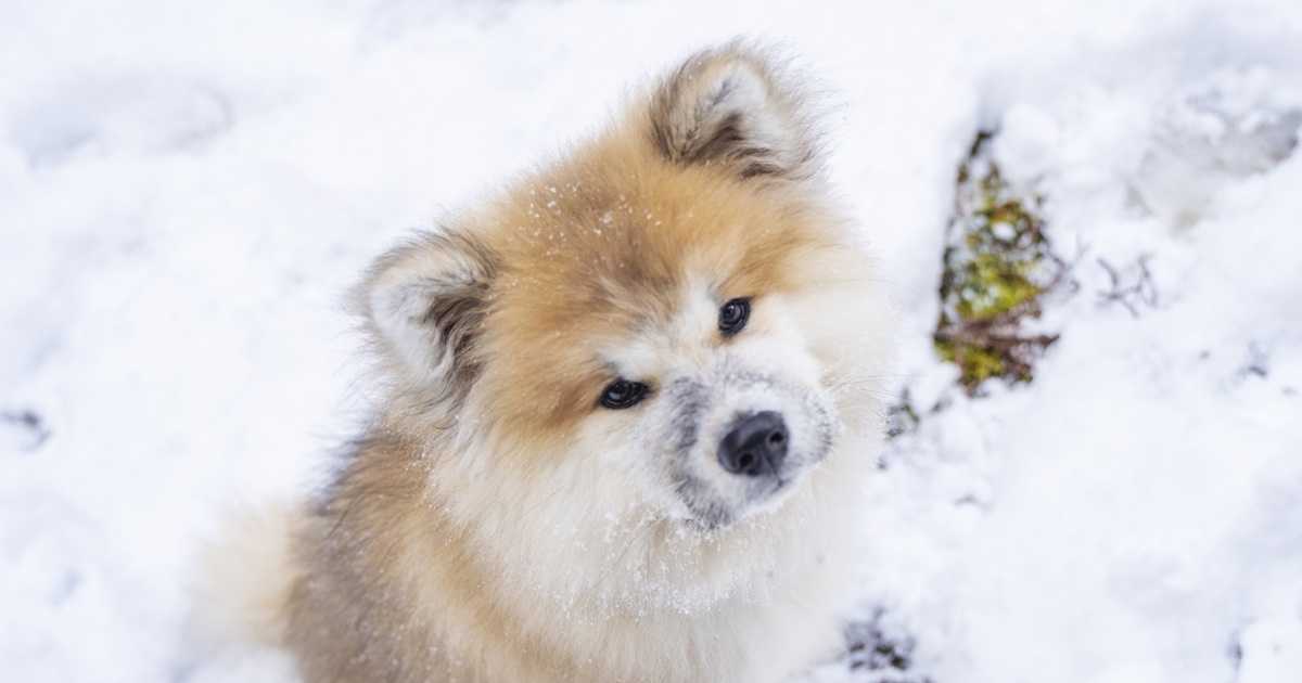 雪の中で見上げる犬