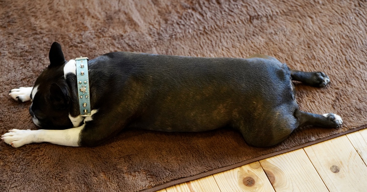 カーペットの上で伸びている犬