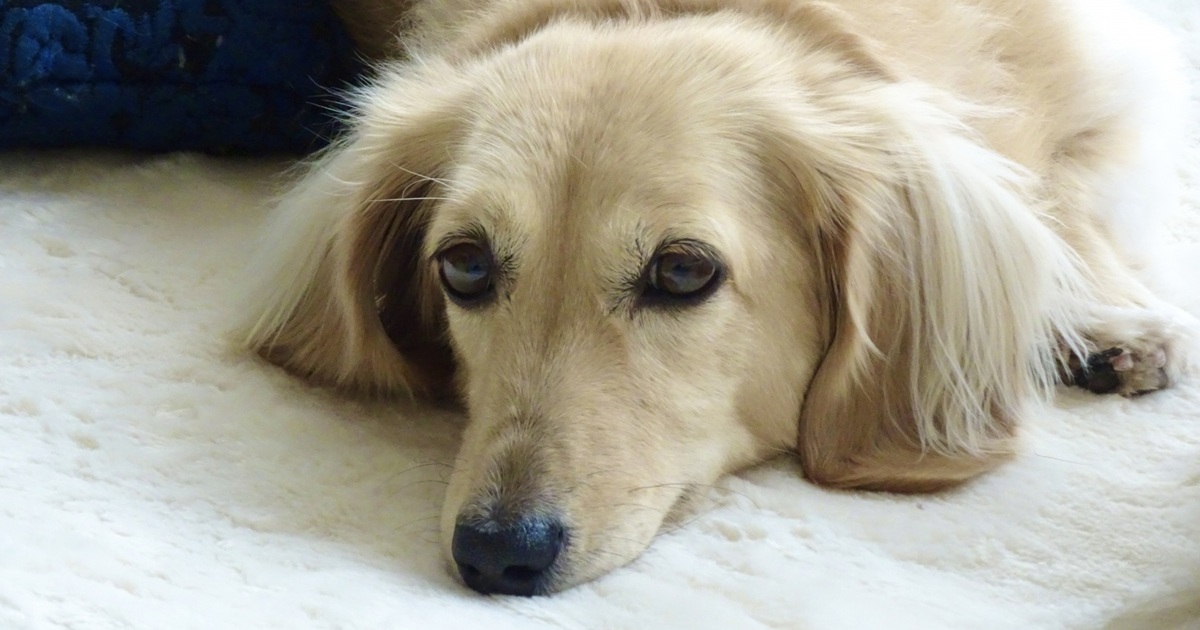 カーペットでくつろぐ犬