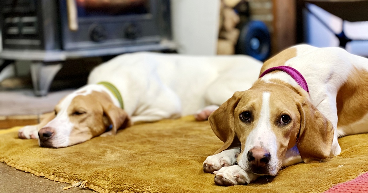 ストーブの前でくつろぐ犬