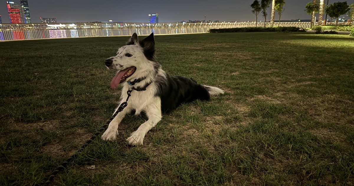 夜の公園で休む犬