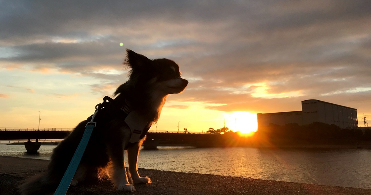 夕日を背にたたずむ犬
